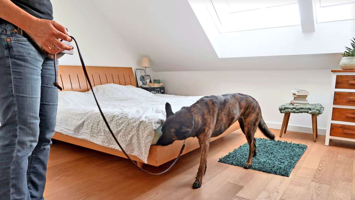 Bettwanzen-Alarm: Mit dem Hund auf Wanzenjagd