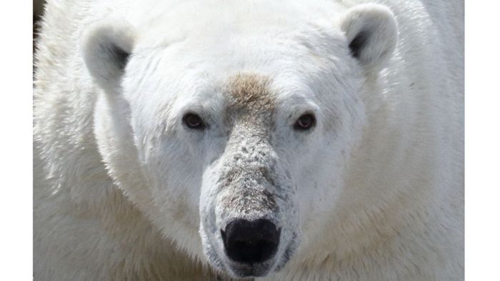 So bedroht der  Klimawandel  das Überleben der Eisbären