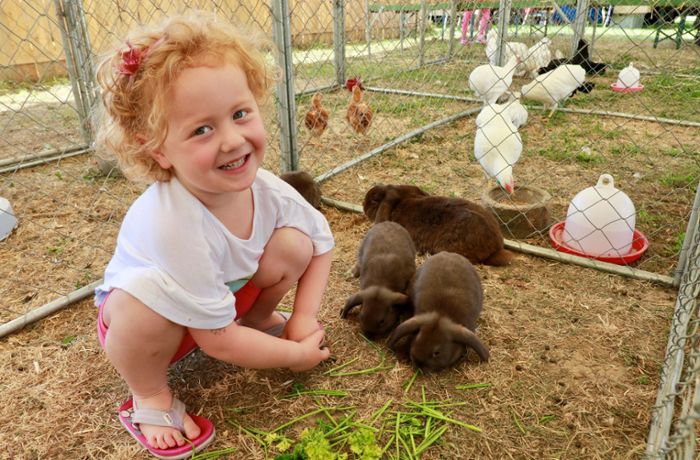 Hasen und Hühner im Kreis Böblingen: Kleintierzüchter plagen Nachwuchssorgen