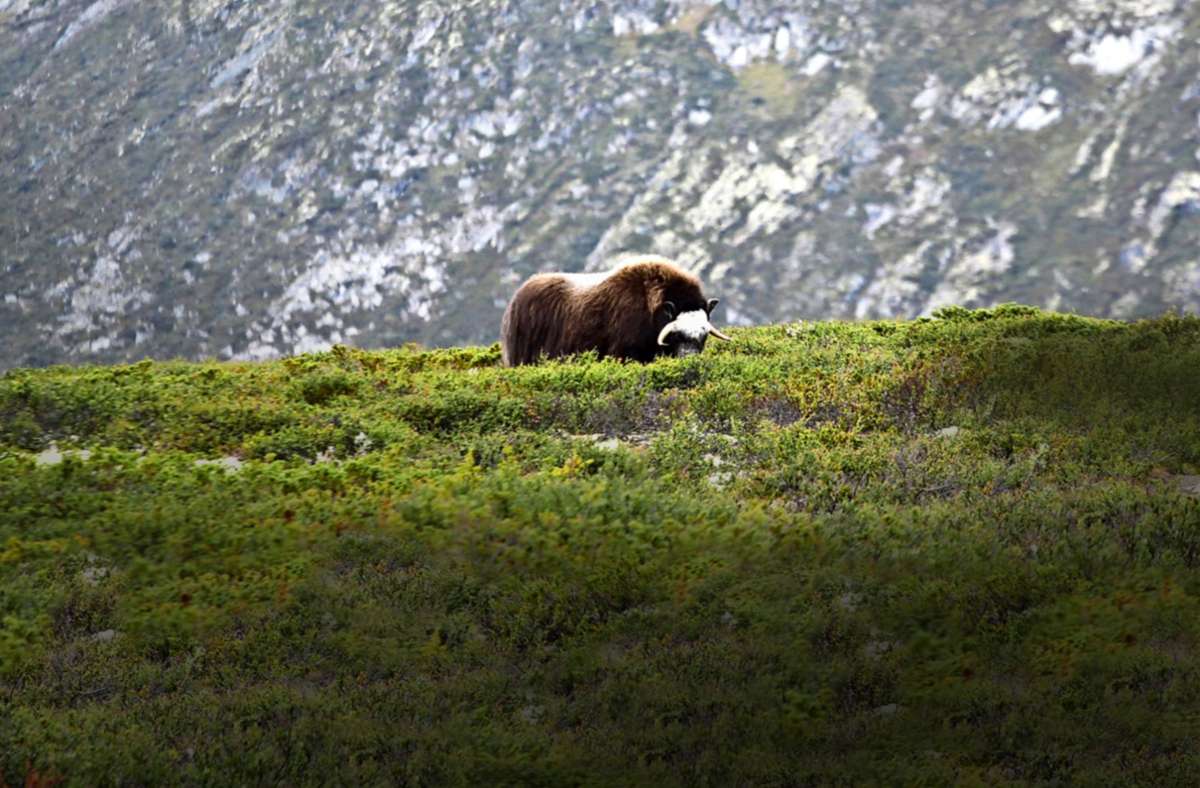 Reisen in Norwegen: Unterwegs in Norwegens Tundra