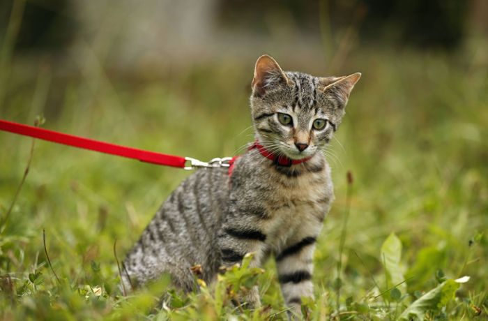 Streit um tierischen Hausarrest: Tierschutzverein: Geben keine  Katzen mehr nach Walldorf