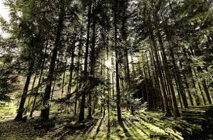 Bürgerbeteiligungsprojekt in Herrenberg: Gemeinsamer Einsatz für den Wald von morgen