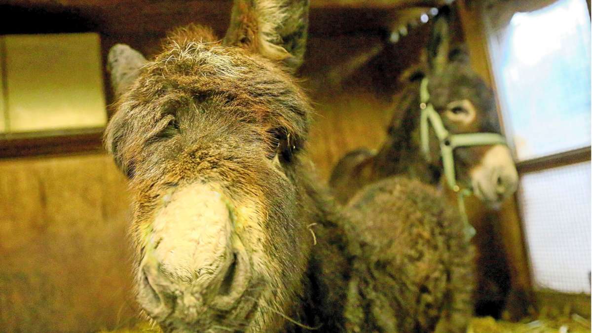 Nachwuchs in Steinheim: Vorweihnachtliche Esel-Überraschung