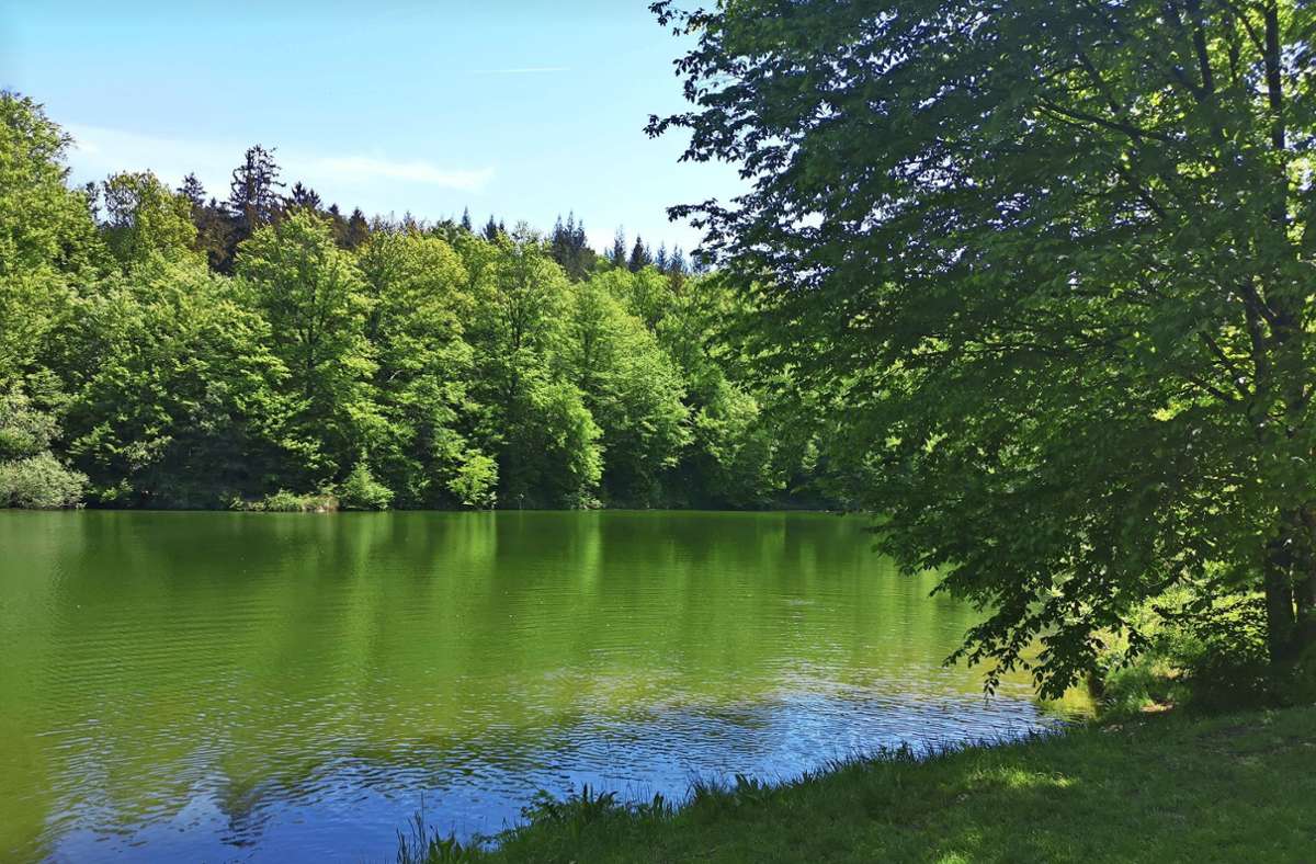 Ausflugstipp: Der Sulzbachsee bei Steinenbronn: Hier sorgen nur die Enten für eine Ruhestörung