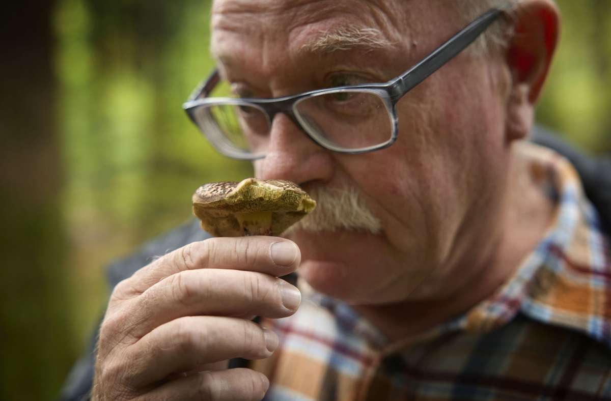 Manfred Krautter  riecht an einem Schönfußröhrling – der Pilz ist giftig und nichts für die Küche.