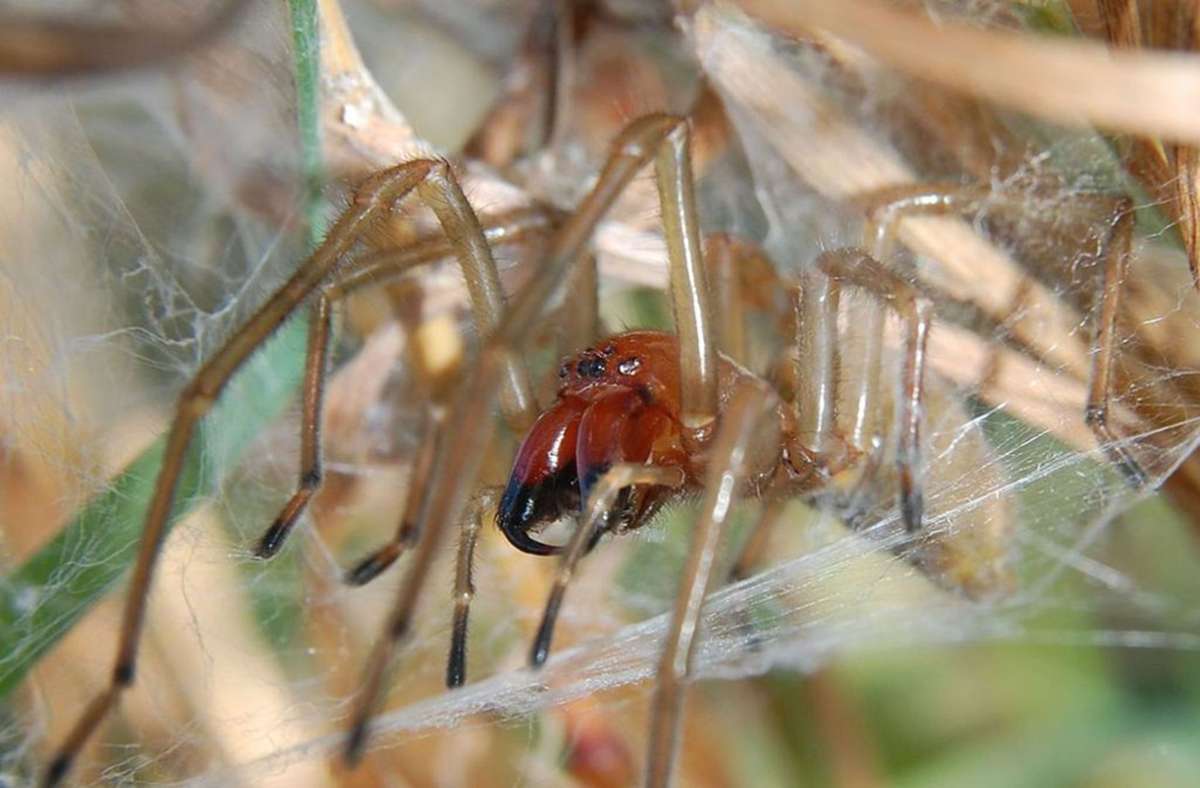 Die Ammen-Dornfingerspinne gilt als einzige Spinnenart Mitteleuropas, die dem Menschen schmerzhafte Vergiftungen zufügen kann.