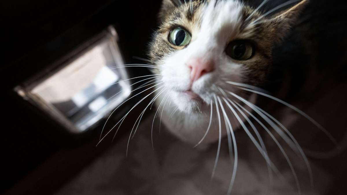 Katzen-Lockdown in Walldorf: Erste Stubentiger von Ausgangssperre befreit