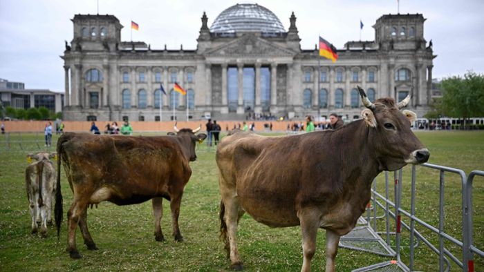 Darum weiden Kühe auf der Reichstagswiese