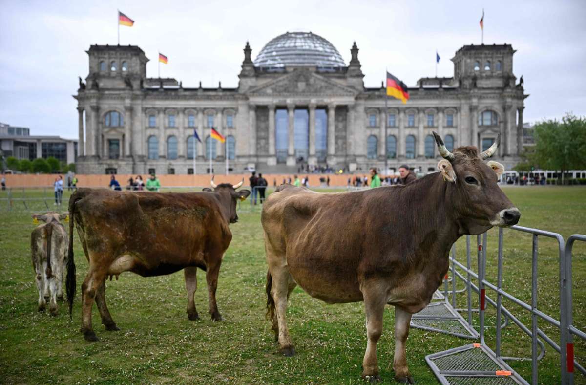 Vor dem Bundestag in Berlin: Darum weiden Kühe auf der Reichstagswiese
