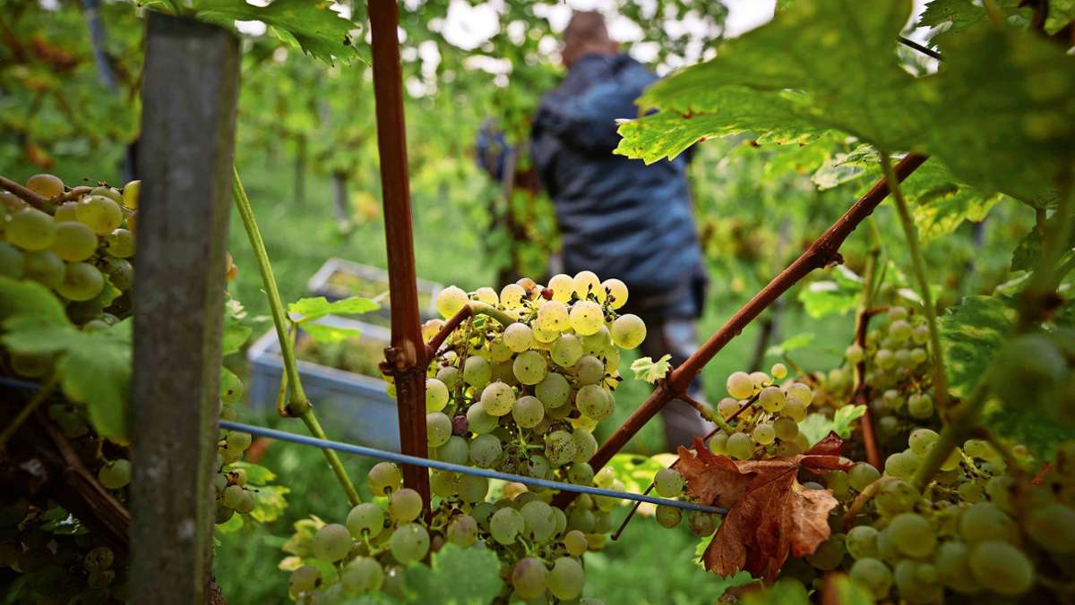 Zukunftsweine im Remstal: Neue Sorten als Hoffnung für den  Weinbau?