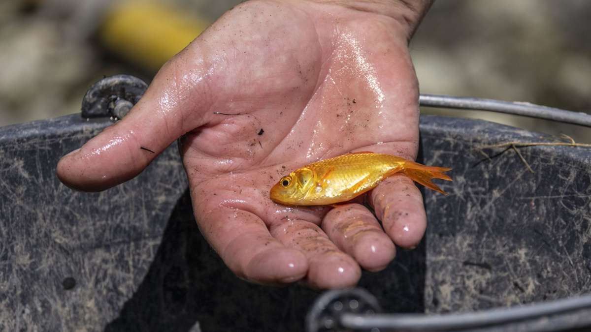 Kurioses aus Sinsheim: Mann rettet Goldfisch nach fast 40 Minuten auf dem Trockenen