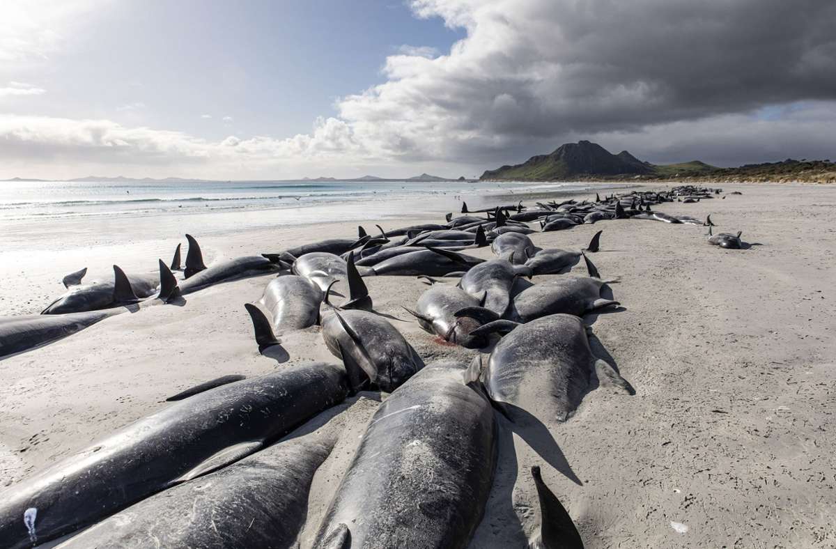 Neuseeland: Erneut über 200 Grindwale nach Strandung gestorben