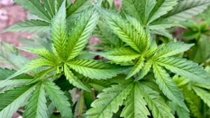 Weiter Ringen um grünes Licht für Cannabis-Gesetz