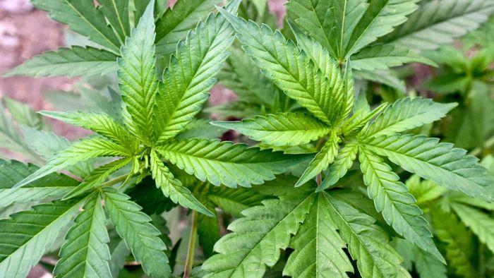 Weiter Ringen um grünes Licht für Cannabis-Gesetz