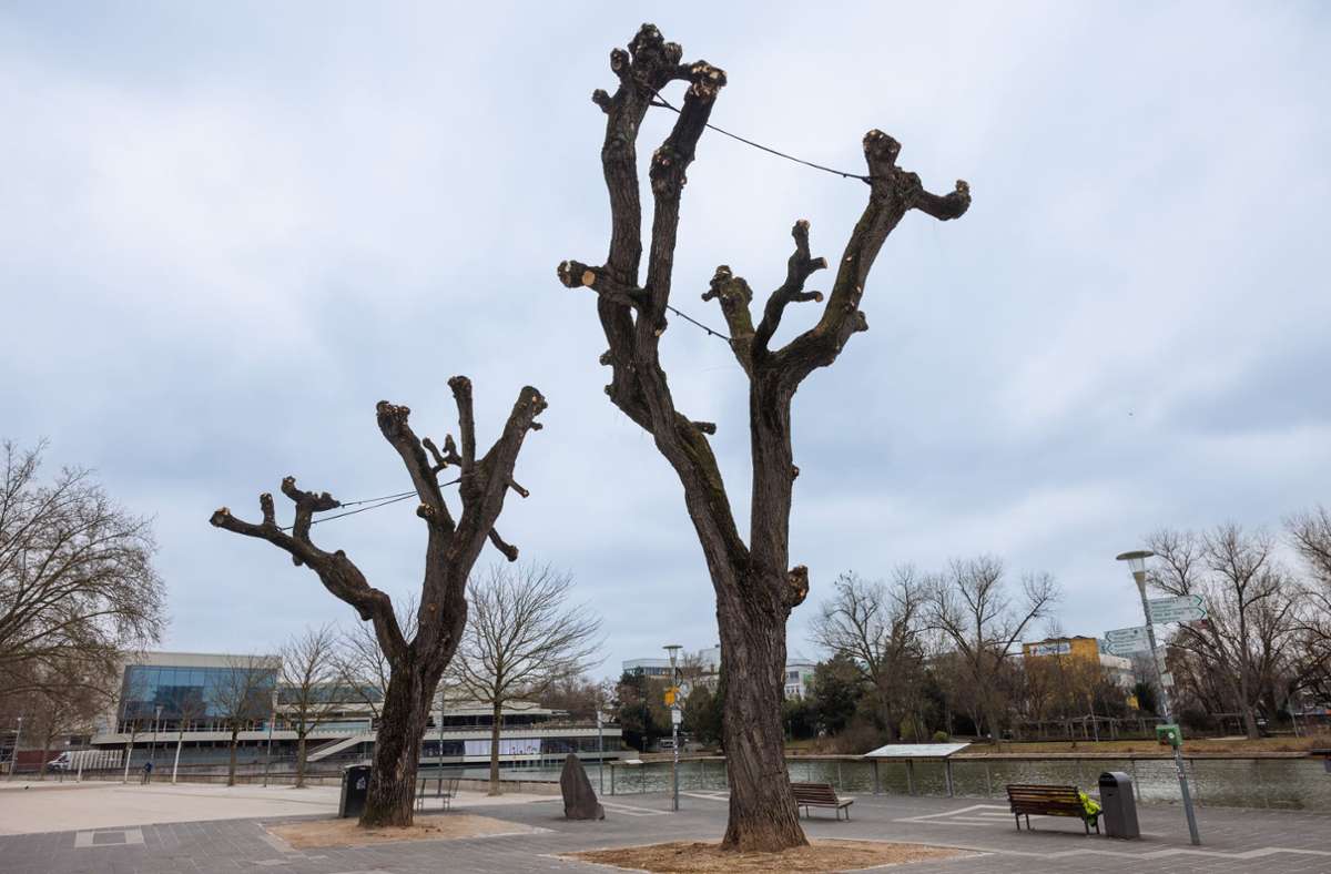 Baumschnitt in Böblingen: Weiden am Elbenplatz drastisch gestutzt