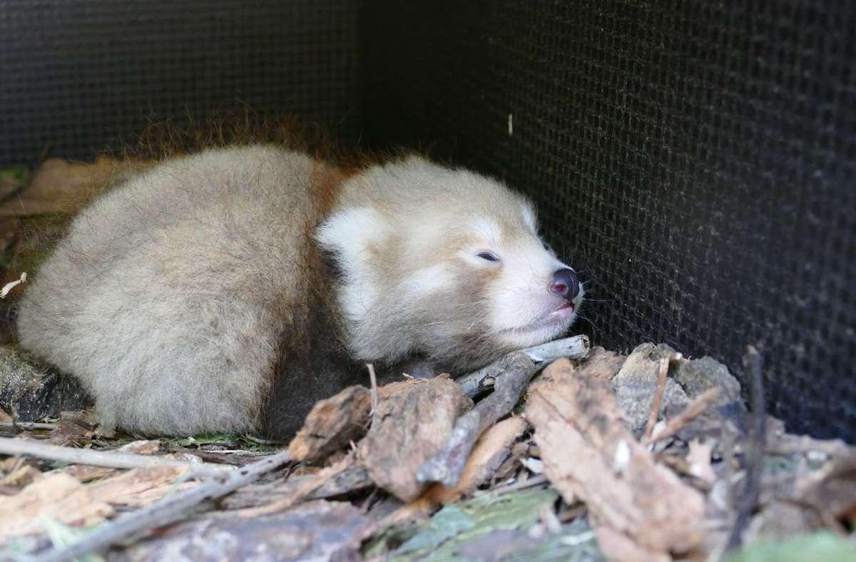 Heidelberger Zoo: Nach fast 20 Jahren – Roter Panda geboren