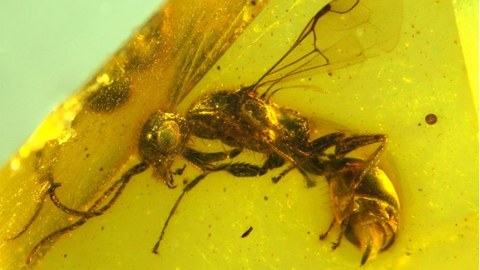 Insektenforscher entdecken längst ausgestorbene Wespe