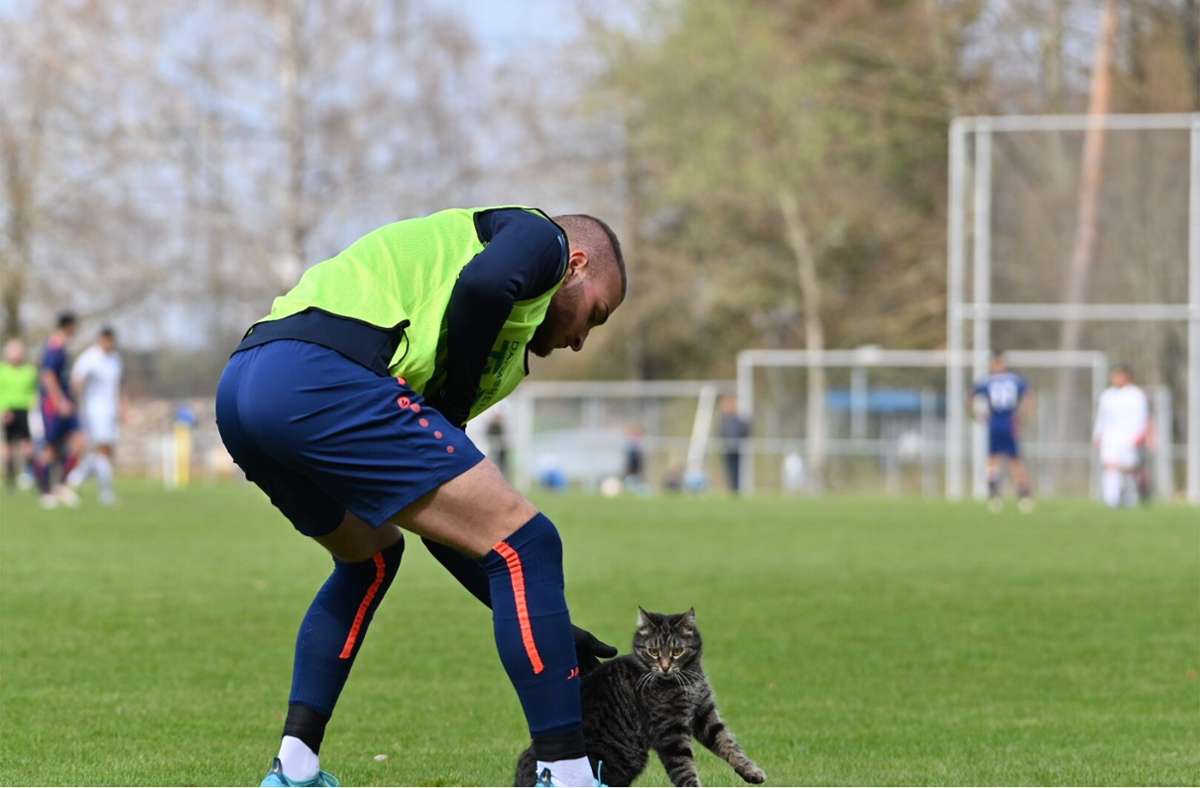 Fußball: Streunende Katze ist heimlicher Star des Spiels beim TV Darmsheim