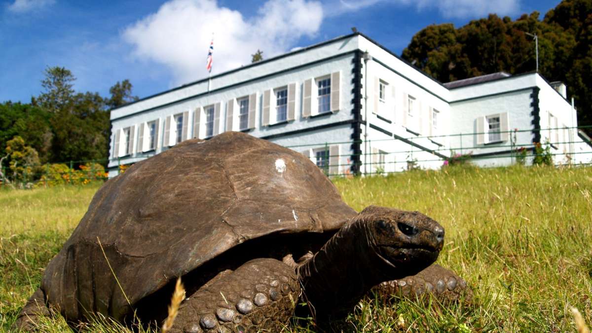 Jonathan wird 190 Jahre alt: Älteste Schildkröte der Welt feiert Geburtstag