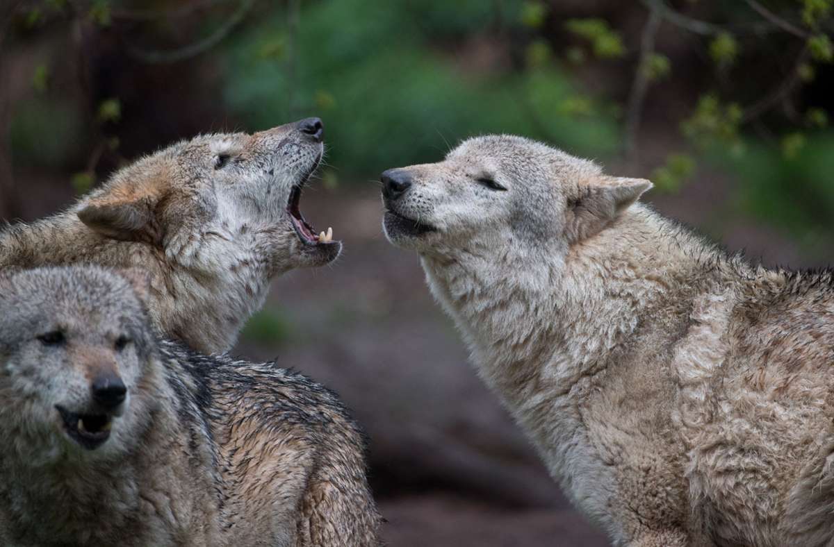 Europäische Wölfe heulen im Wildparadies Tripsdrill im baden-württembergischen Cleebronn.  Derzeit gelten nur noch drei Wölfe in Baden-Württemberg als sesshaft. (Symbolbild)