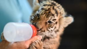 Ordnungsamt ermittelt wegen Tiger in Berliner Clan-Villa