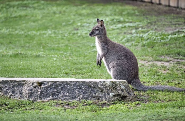 Tierischer Einsatz im Kreis Tübingen: Ausgebüxtes Känguru hüpft durch Ofterdingen