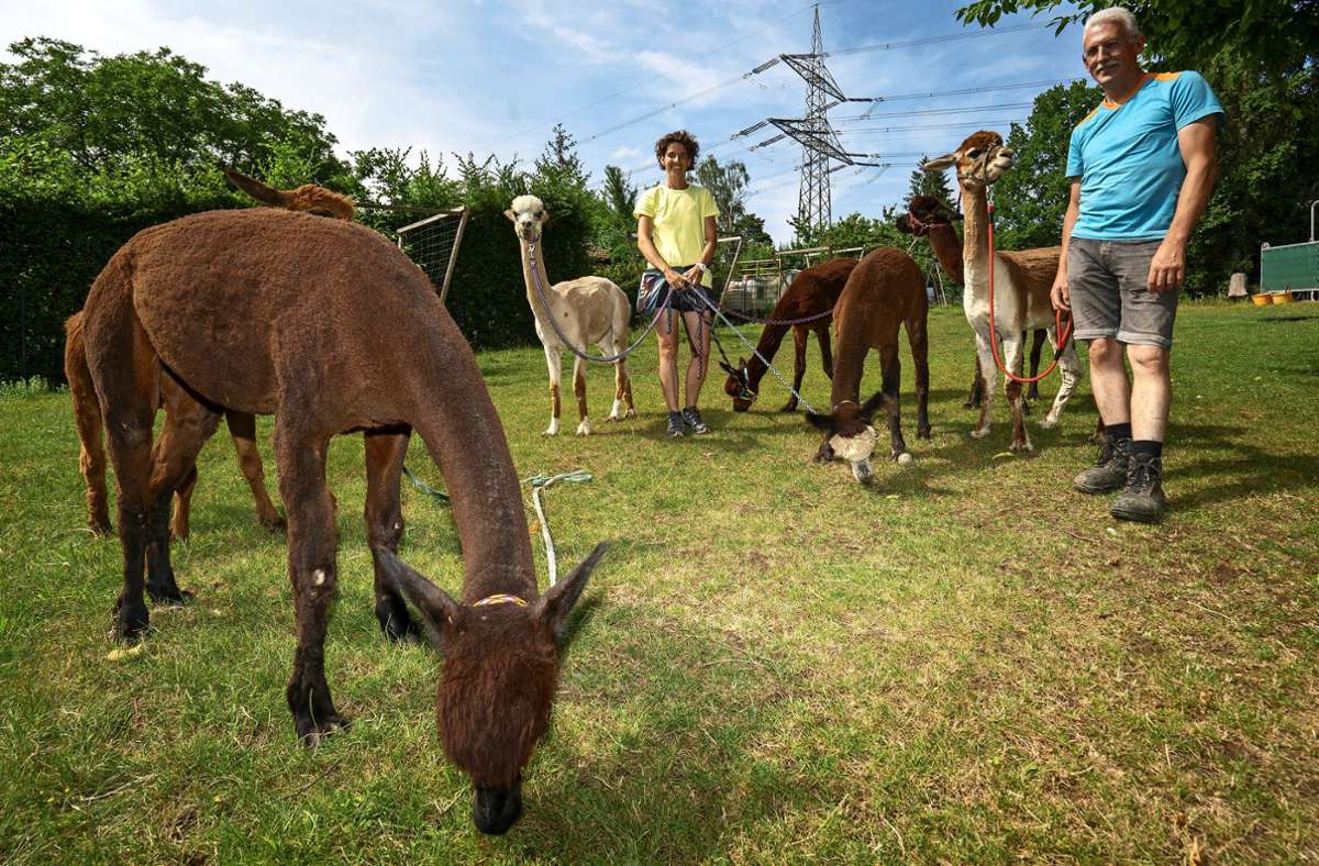 Touren bei Ludwigsburg: Im  Garten der Wagenmanns grasen sieben Alpakas