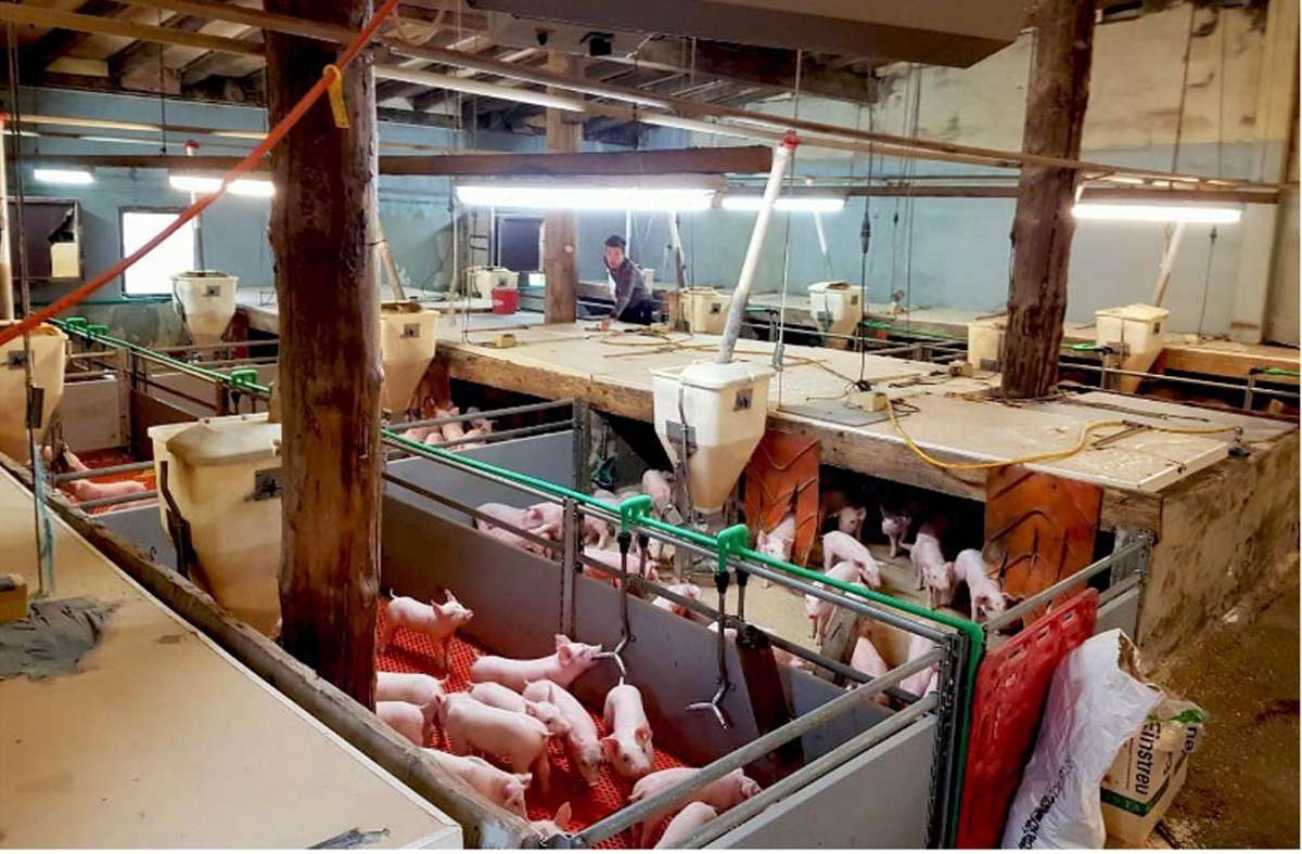 Landwirtschaft: Situation der Schweinehalter: Warum ein baden-württembergischer Ferkelzüchter nach 20 Jahren  aufgibt