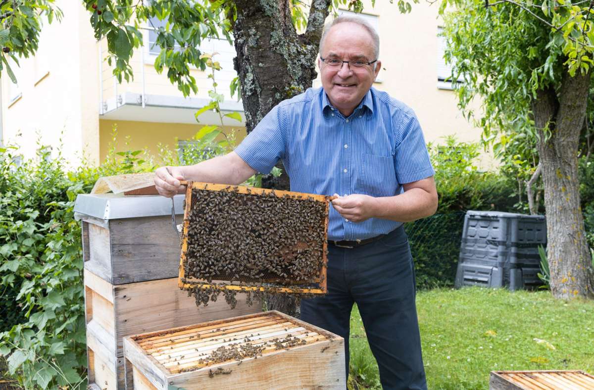 Bienen-Boom während Corona: Holzgerlinger Imker sieht Hobby-Trend kritisch