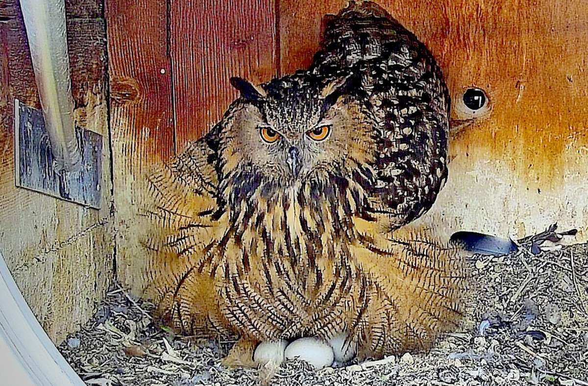 Mitte März legt die Uhufrau drei Eier und verlässt fortan kaum noch das Nest.