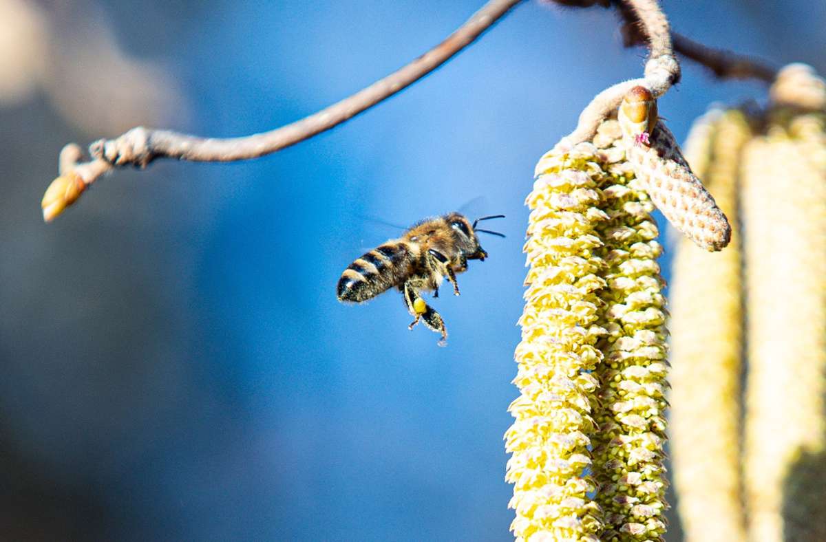 Bienenzentrum Magstadt: Insektenretter gesucht