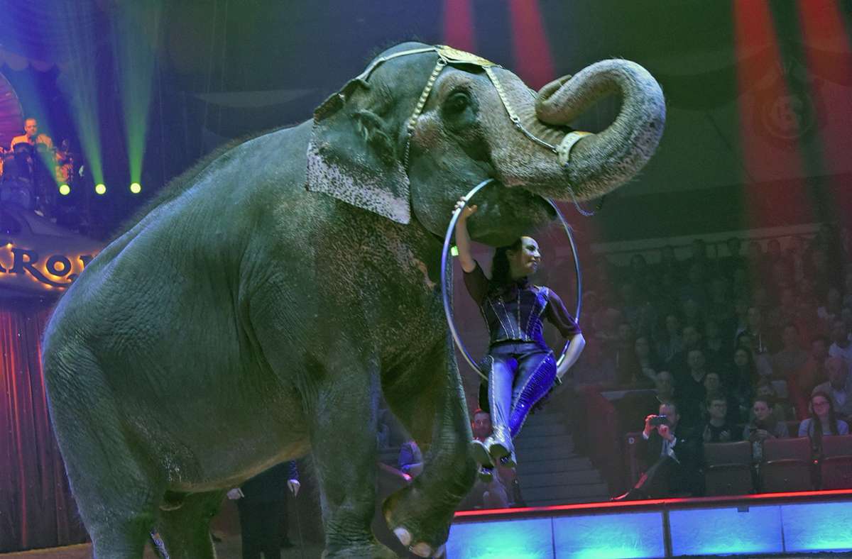 Ein Elefant im Circus Krone – Wildtiere werden weiterhin in der Manege geduldet (Archivbild) Foto: dpa/Ursula Düren