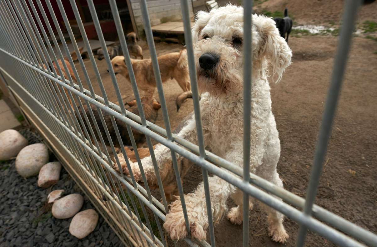 Überfülltes Tierheim in Filderstadt: Nur noch sozial verträgliche Hunde dürfen rein