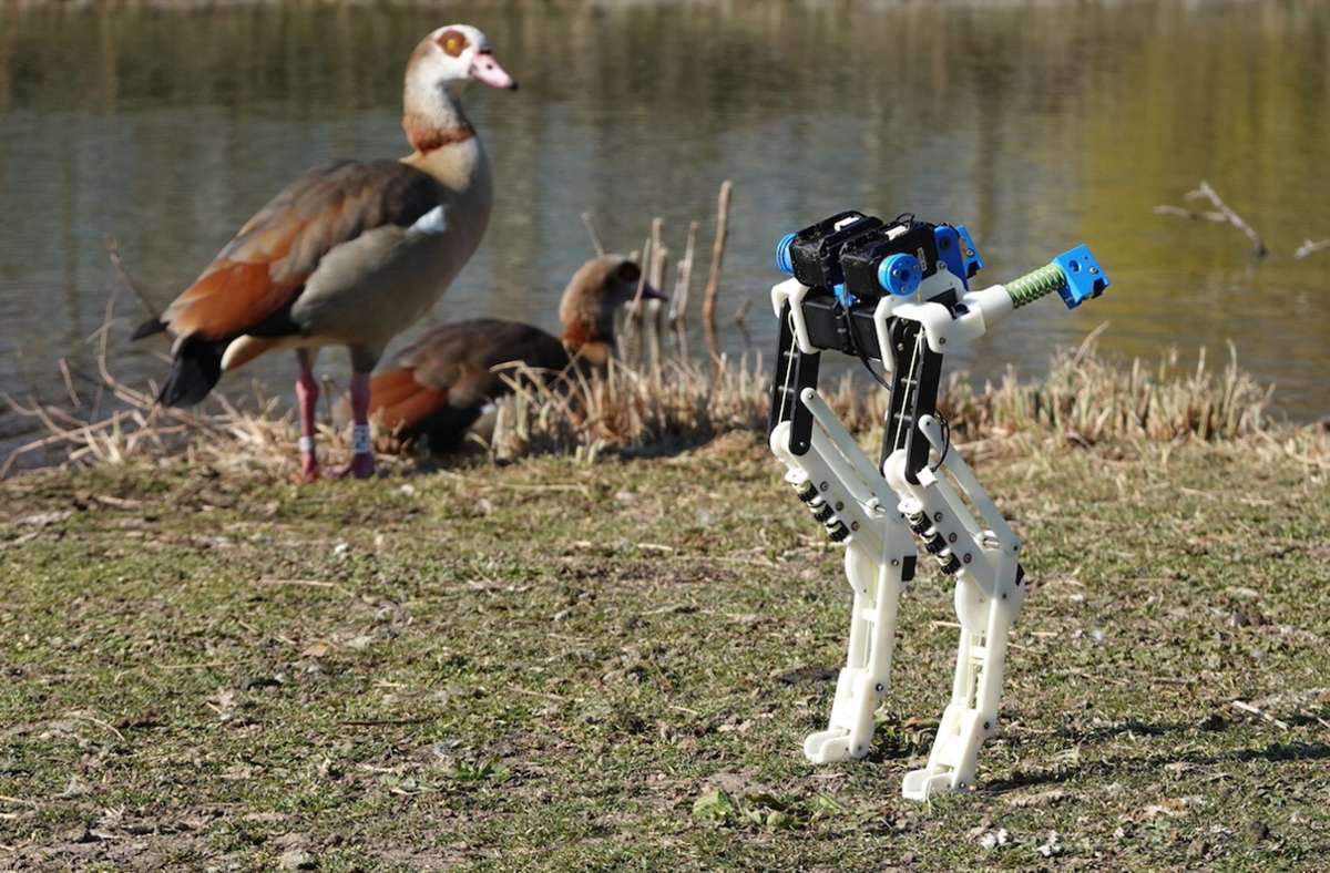 Forschung in Stuttgart: Wie Vögel den Robotern Beine machen