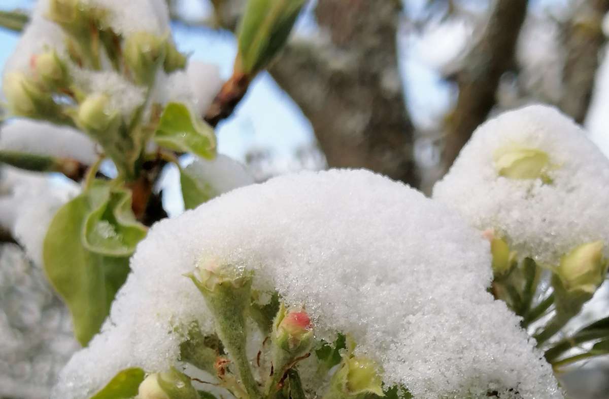 Wintereinbruch hat Schattenseiten: Spätfrost setzt  der Obstblüte zu