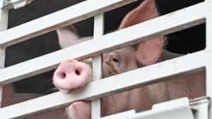 Untersuchung nach erneutem Schockvideo aus Schweinebetrieb