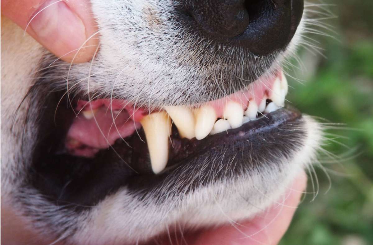 Vorfall in Baden-Baden: Herrenloser Hund beißt angeleinte Hündin tot