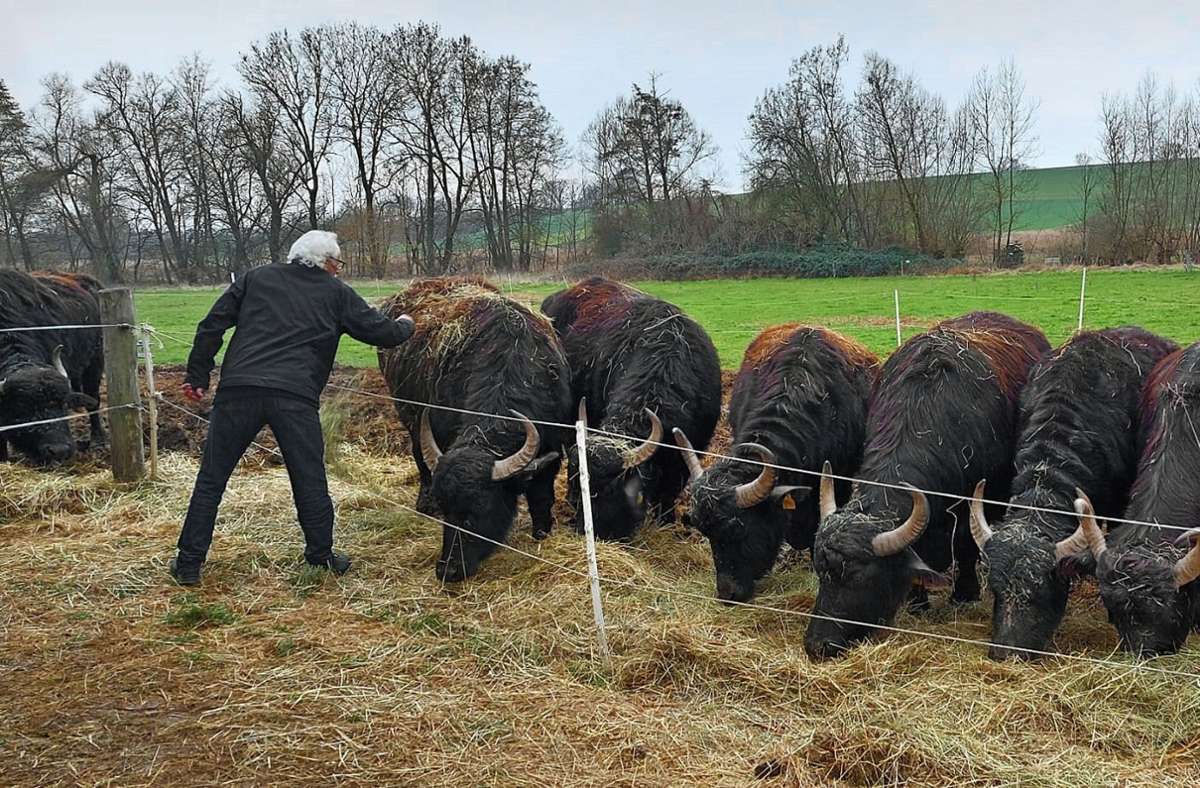 Gerhard Fahr (Bild) kümmert sich mit dem Landwirt Andreas Weigle fortlaufend darum, dass sich die Wasserbüffel auf der Weide wohlfühlen.