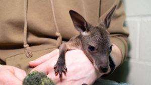 Aus Beutel verbannt: Handaufzucht für Känguru-Baby Mäuschen