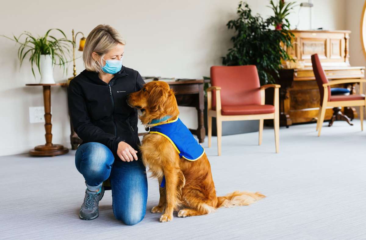 Hund statt Corona-Test: Dieser Golden Retriever erschnüffelt Infizierte