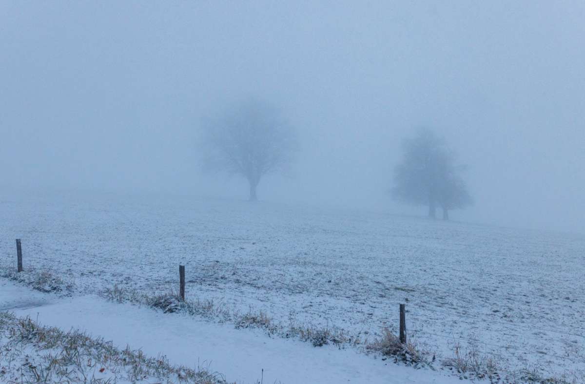 Zwei Bäume im dichten Nebel in der Nähe des Berges Schauinsland bei Freiburg im Breisgau. Die Schneefallgrenze im Südschwarzwald ist in der Nacht zu Donnerstag auf unter 1000 Meter gefallen.