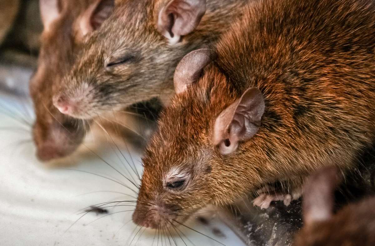 Tiersammelsucht: Frau hortet rund 800 Ratten in ihrer Wohnung
