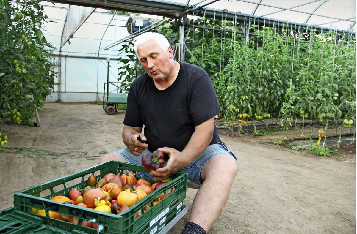 Gemüseanbau im Kreis Konstanz: Ein Tomatenbauer, der  keine Tomaten mag
