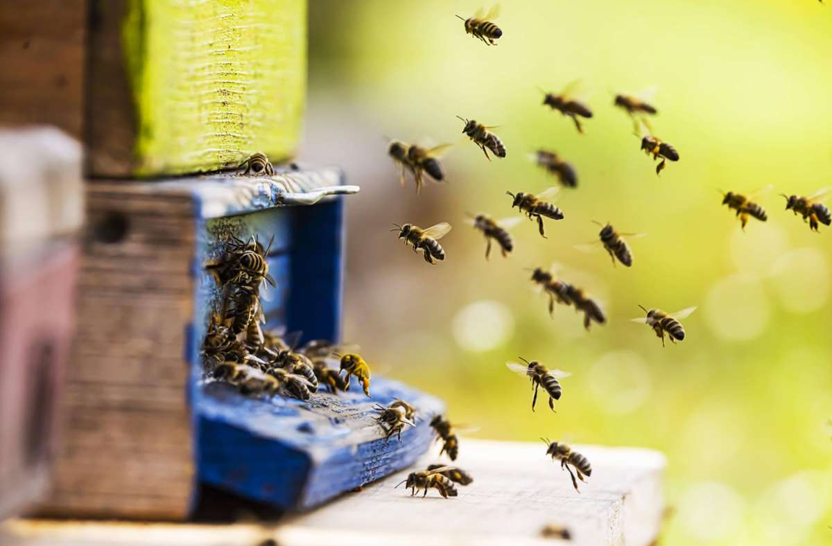 Übermorgen: die Nachhaltigkeits-Kolumne: Was Bienen auf dem Balkon und im Garten lieben