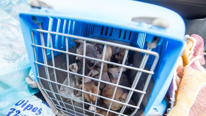 Bundesamt warnt vor illegalem Heimtierhandel