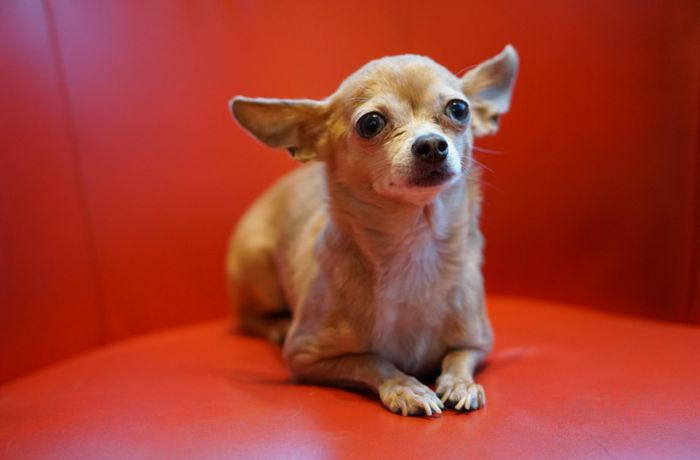 Vor  den Mercaden in Böblingen: Angebundener Chihuahua gestohlen