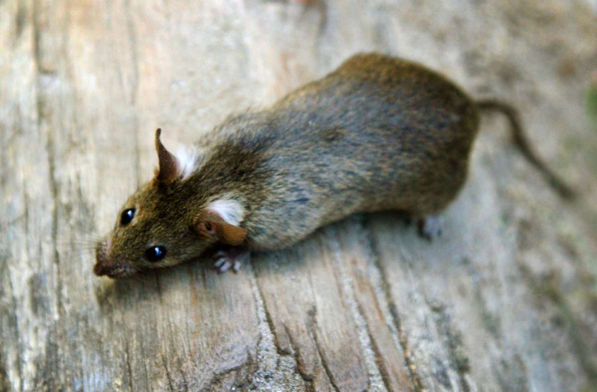Problem in Schorndorf: Rattenbefall in einer Kita