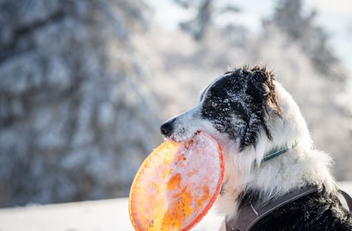 Mensch und Tier freuen sich über den Schnee (Symbolbild). Foto: dpa/Frank Rumpenhorst