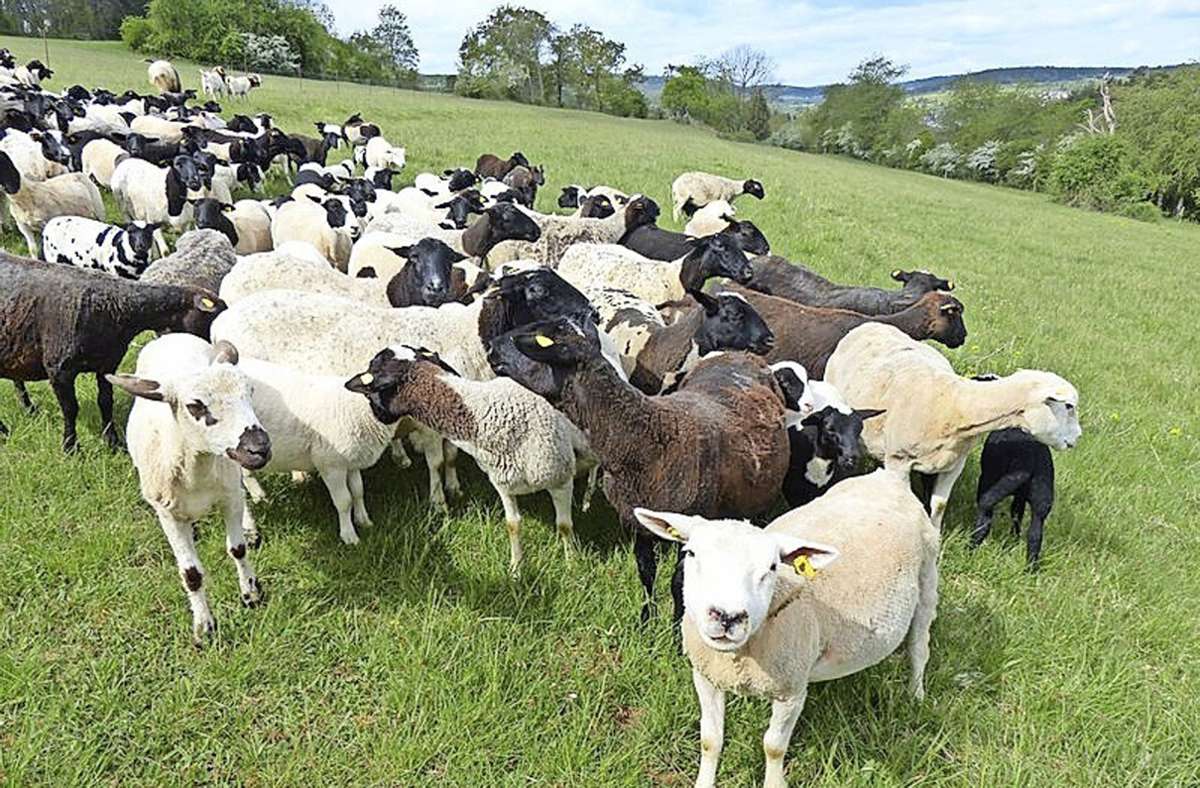 Sindelfingen: Schafe beweiden städtische Grünflächen – Füttern verboten