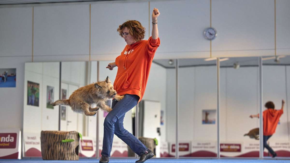 Dogdance-Europameisterschaft in Stuttgart: Die mit den Hunden tanzen